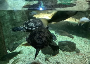 London Aquarium Trip